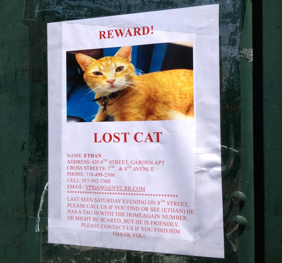 Be On The Lookout For Ethan The Cat