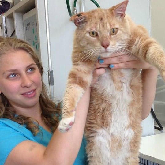 Meet Simba: The Gentle Giant In Need Of A Home