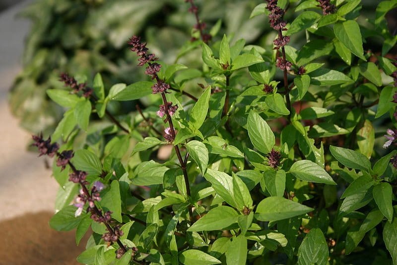 Thai Basil Takes The Spotlight At PS 295 Market Thursday