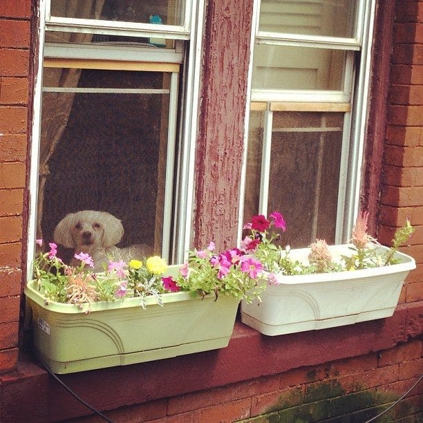 Photo Of The Day: Guard Dog