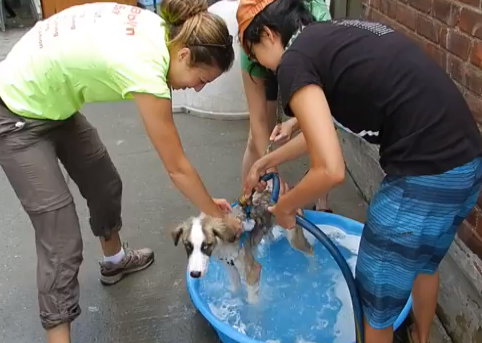 Volunteer To Wash Dogs (Or Bring Yours For A Bath) At Sean Casey On Saturday