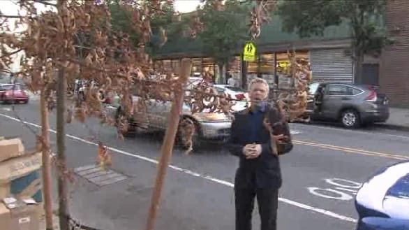 Greg Mocker Takes On Dying Trees Of 5th Avenue