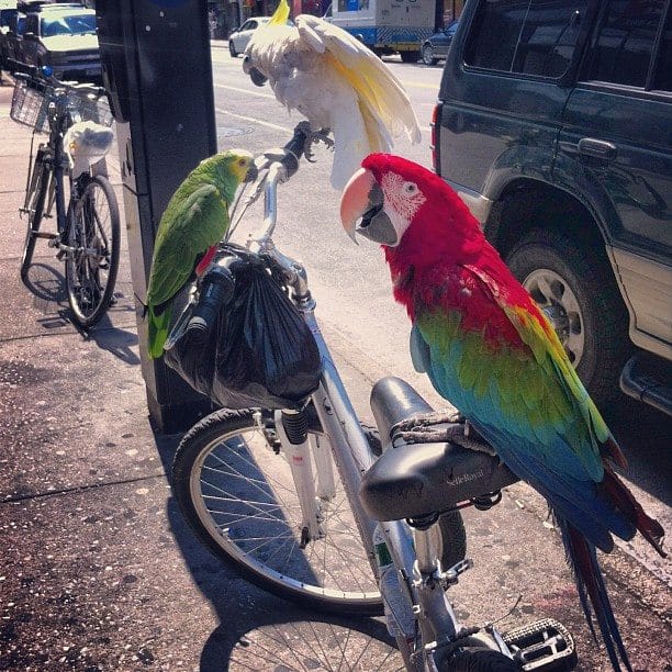 Photo Of The Day: Birds On A Bike