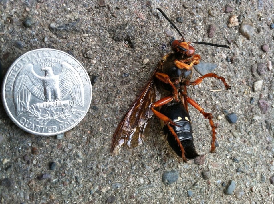 Cicada Killer Down