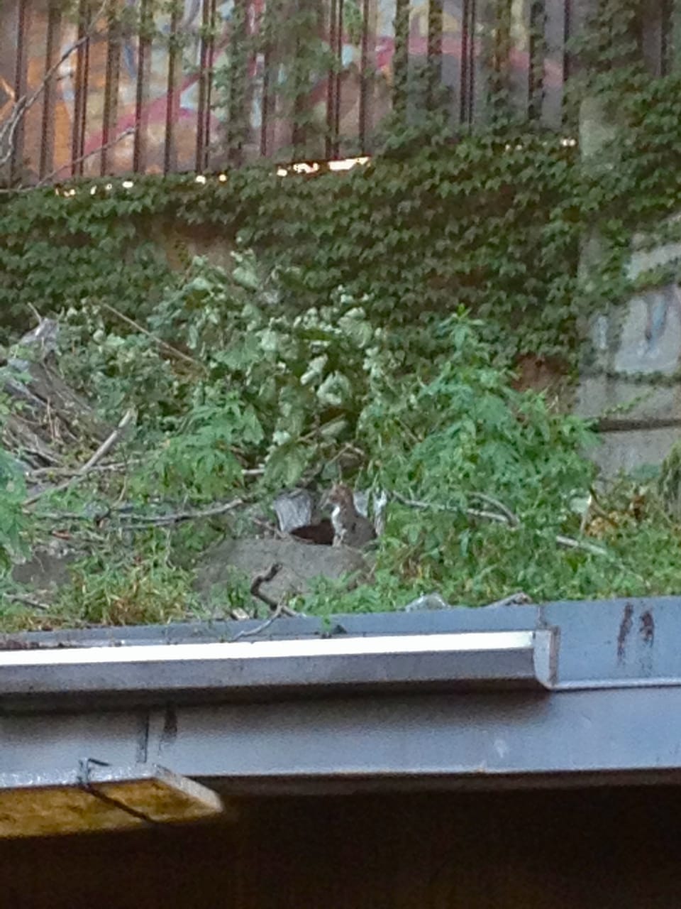 Trains Stopped At Church Ave Due To Debris, Or Cat, On The Tracks