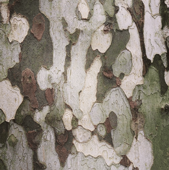 Neighbor's New Video Explains Sycamores, London Plane Trees & Shedding Bark