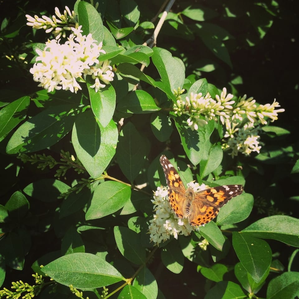 Photo Of The Day: Painted Lady