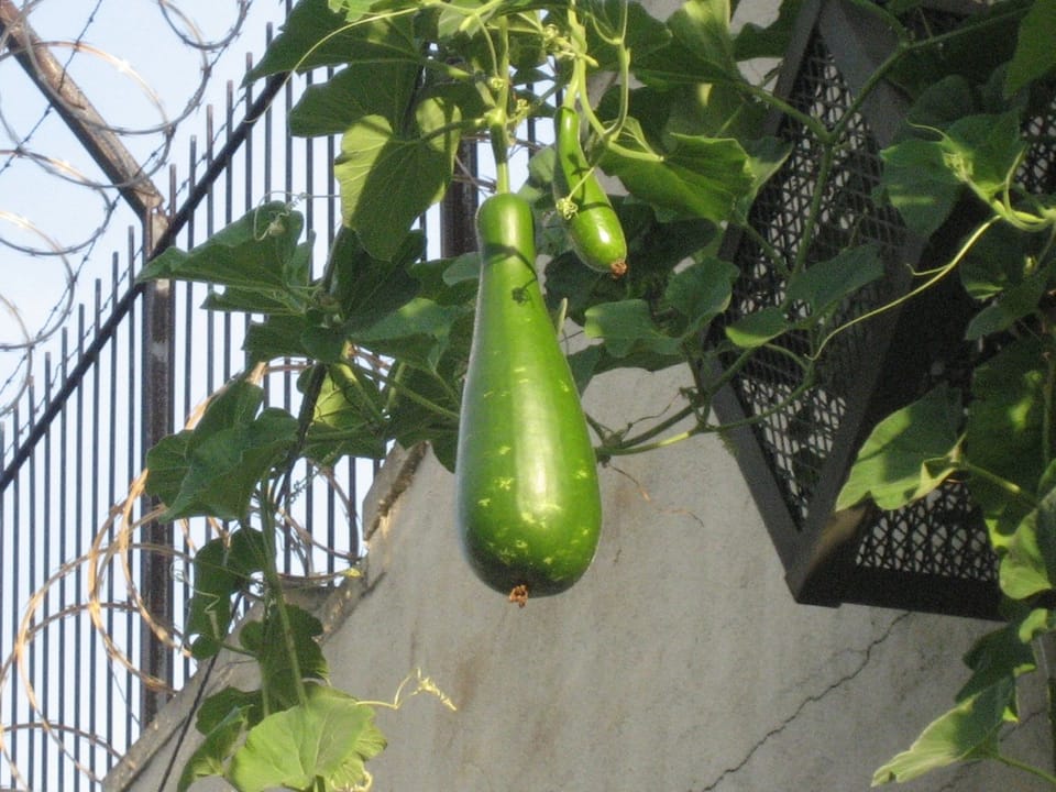 Photo Of The Day: Warehouse Squash