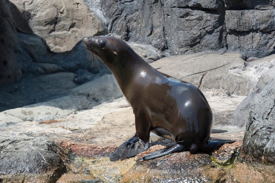 Two Rescued Sea Lion Pups Come To The Prospect Park Zoo