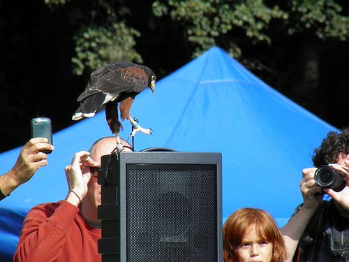 Scope Out Birds Of Prey On Sunday At Prospect Park’s Raptor Fest