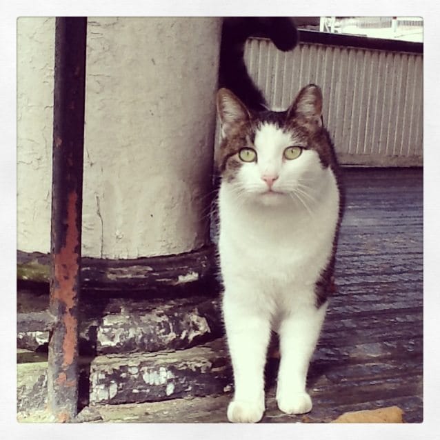 Adopt Or Foster Diamond, A Sweet Cat Who Needs To Live Indoors