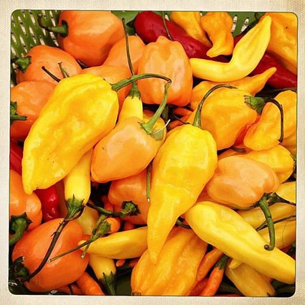 Free Chili Peppers At This Week’s P.S. 295 Market