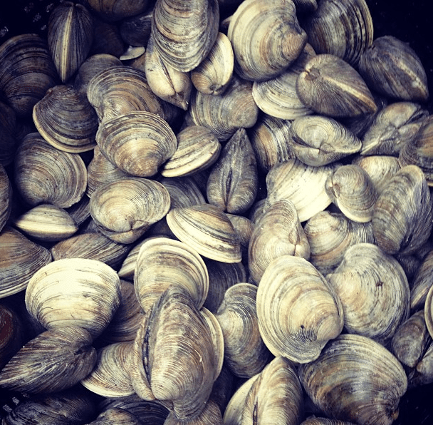 This Weekend, Enjoy A Clam Bake At The Cortelyou Greenmarket