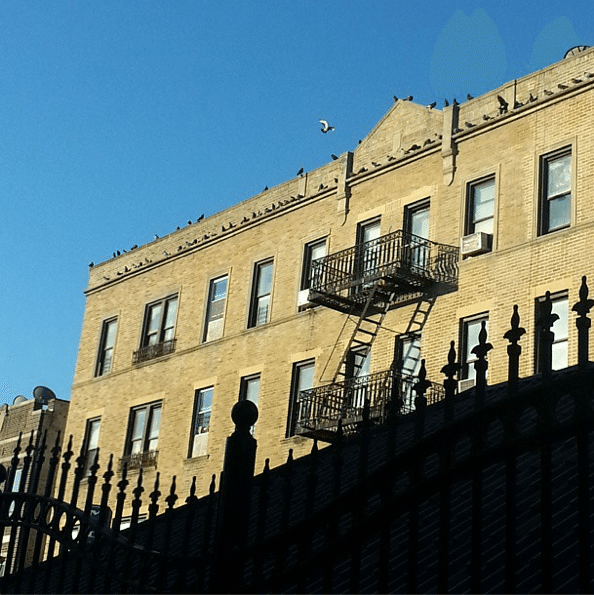 Pigeons On The Pediment