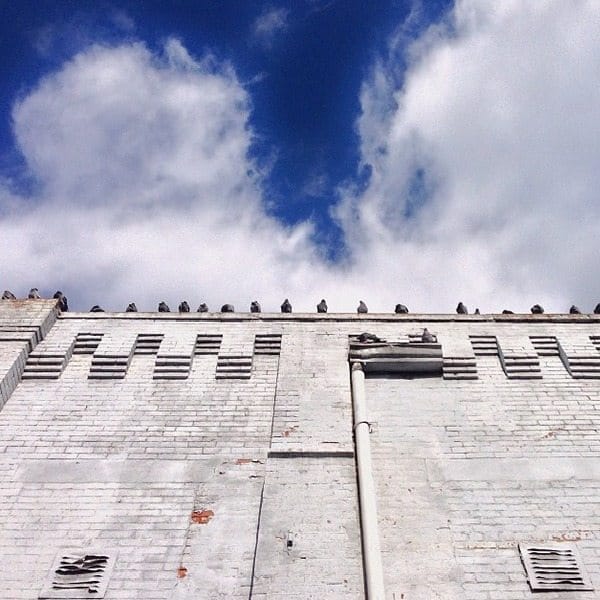 Photo Of The Day: The Birds