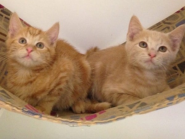 Adoptable Animal(s) Of The Week: William And Harry