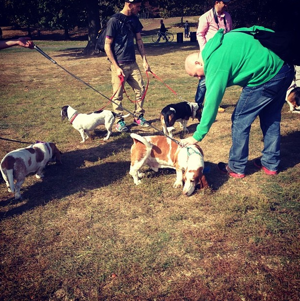 Basset Hounds Bring The Droopy Cute To Prospect Park