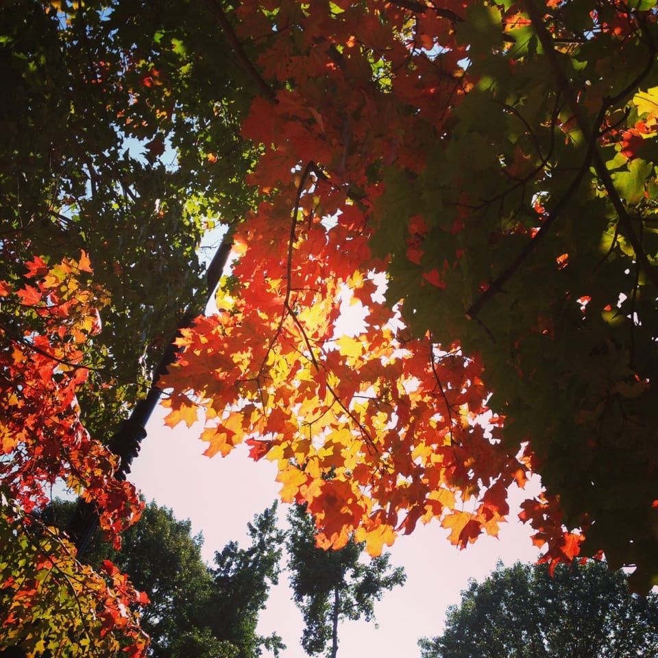 Fall In Park Slope: Fiery Foliage