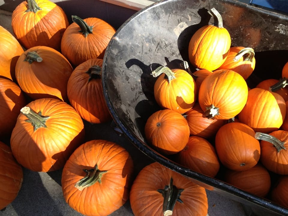 Fall In Park Slope: Wheelbarrows Full Of Pumpkins