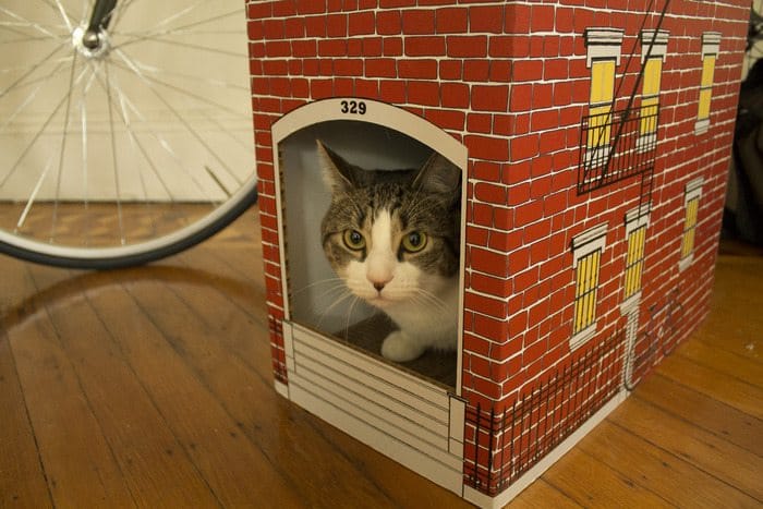 Neighbors Launch Kickstarter For Big City Cats Townhouses