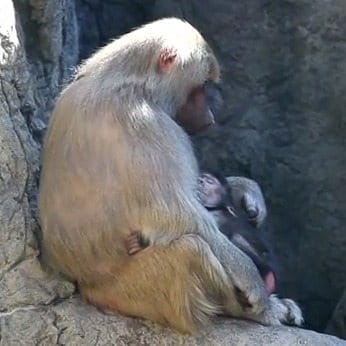 A Baboon Baby Boom At The Prospect Park Zoo