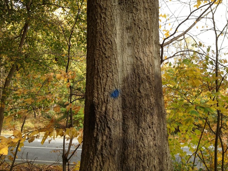 What’s With All The Blue-Dotted Trees In Prospect Park?