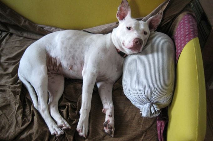 Adoptable Animal Of The Week: Dottie The Spotted Pit Mix