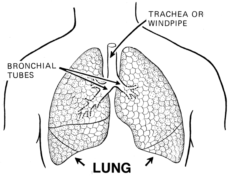 Meet Lee And L.J. Mazzilli And Get A Free Lung Cancer Screening