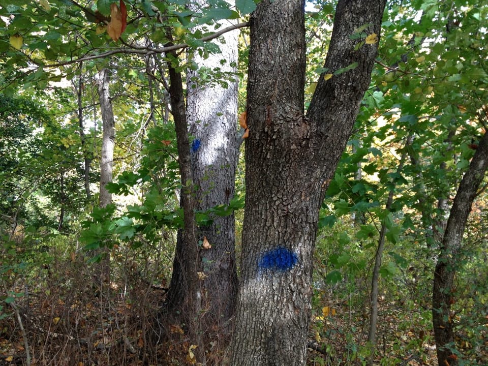 What Are Those Blue Dots On Trees In Prospect Park?