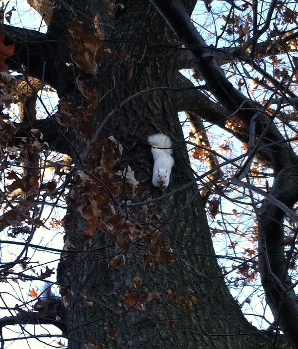 Photo Of The Day: White Squirrel Reappears For Winter