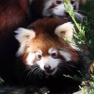 Red Panda Cubs Make Prospect Park Debut