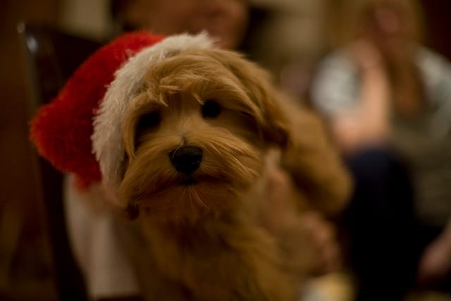 Sing, Sniff & Sip This Saturday At FIDO’s Bark The Herald Angels Sing