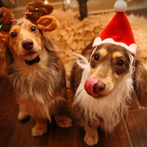 Celebrate Christmas With The Pups At Bark The Herald Angels Sing Saturday