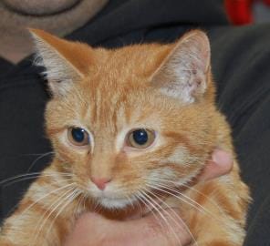 Adoptable Animal Of The Week: Garfield