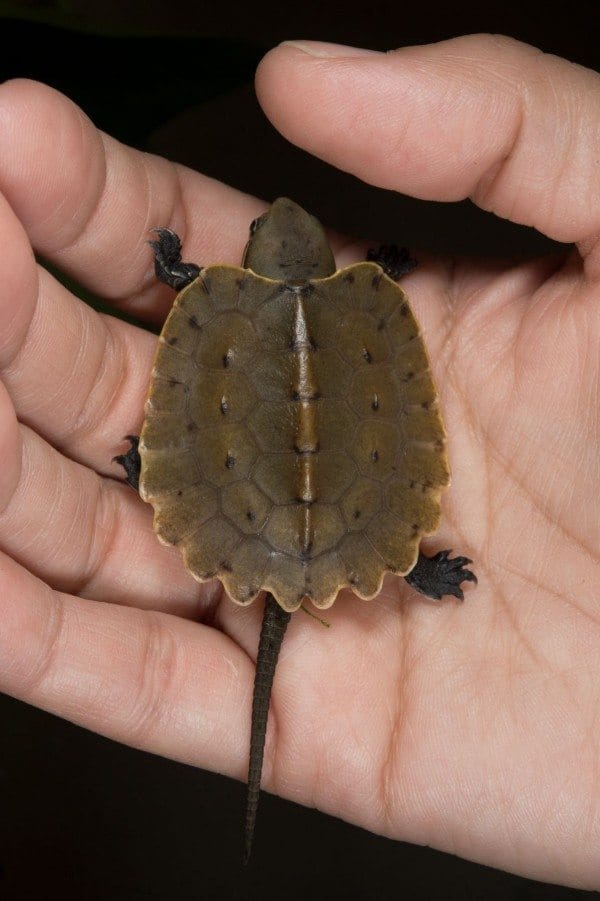 The Prospect Park Zoo Now Has Five Baby Chinese Big-Headed Turtles