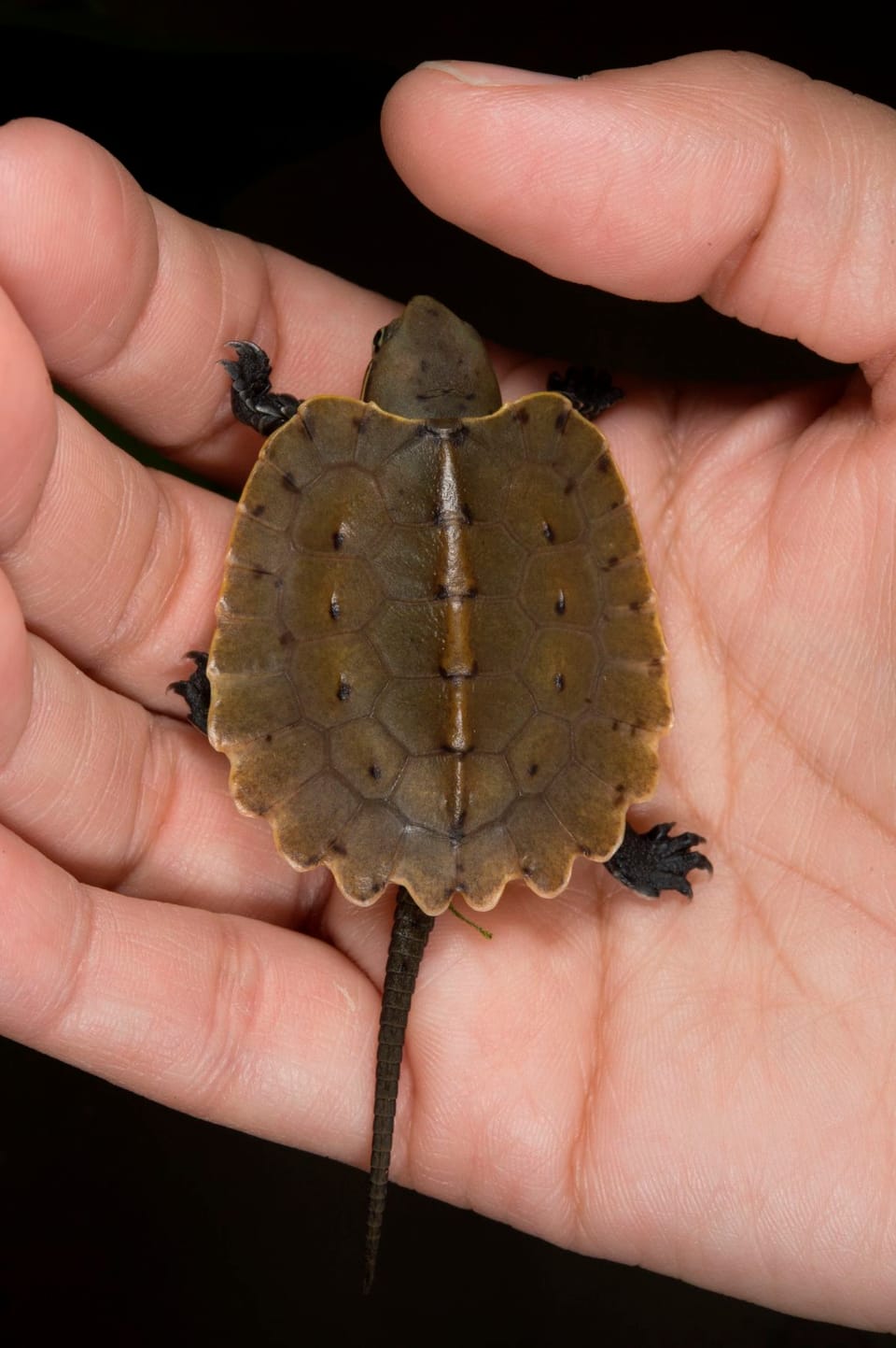 Rare Turtles Hatched At The Prospect Park Zoo