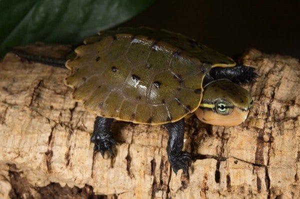 Big-Headed Turtles Make Prospect Park Zoo Debut