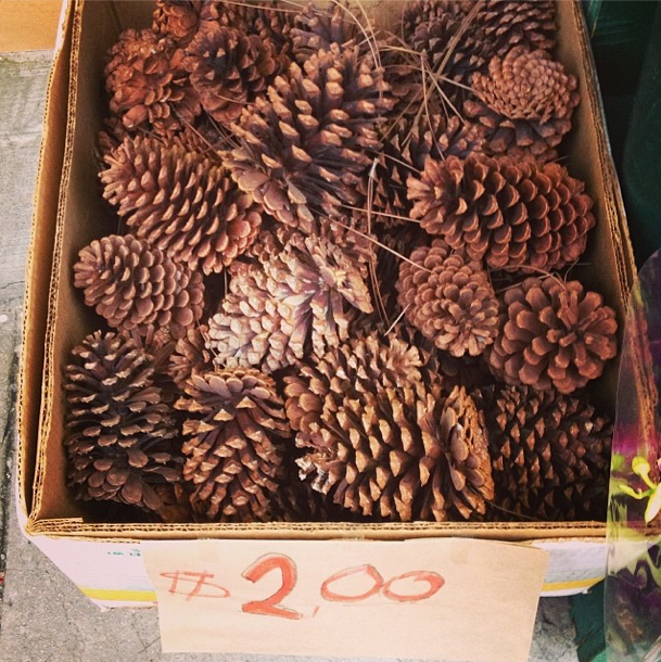 Buying Pinecones: Bargain Or Bust?