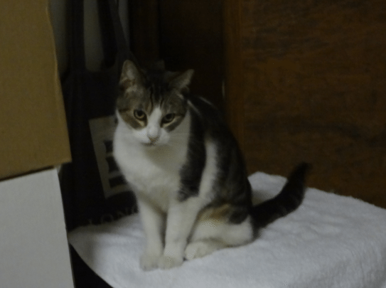 Neighbors Seek Home For Ms. Kitty, Stray Found Last Month