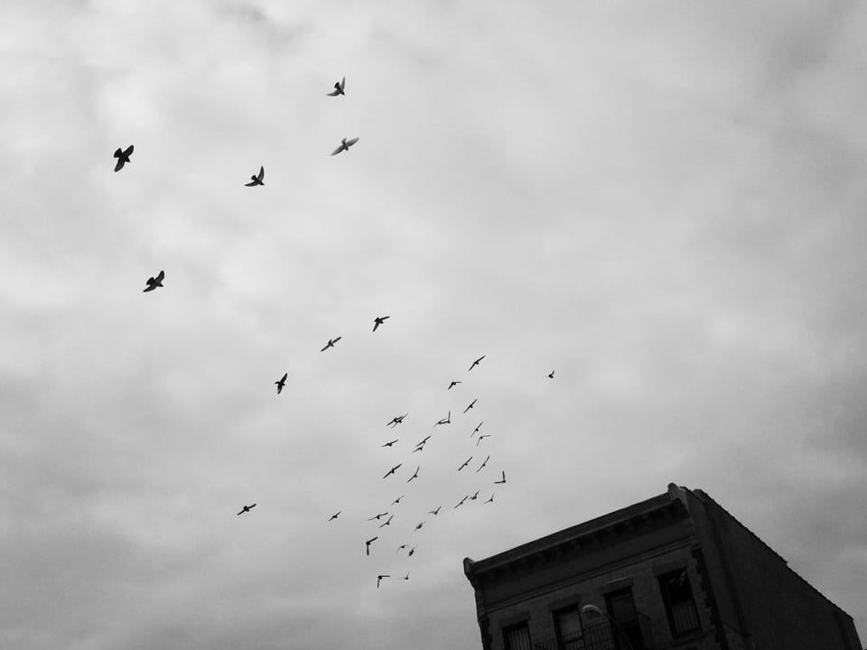 So Much Pigeon Poop In Park Slope