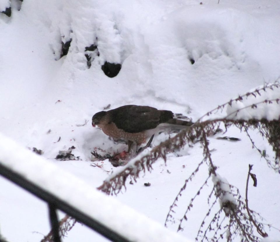 Be A Citizen Scientist In The Great Backyard Bird Count