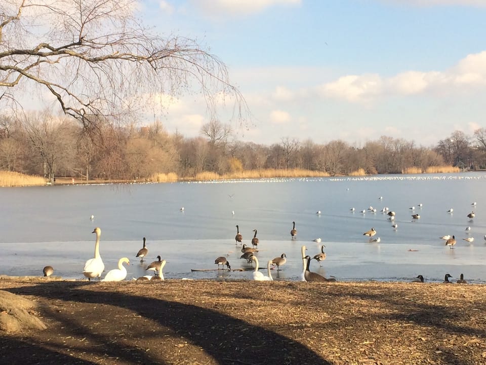 Photo Of The Day: Birds On The Lake