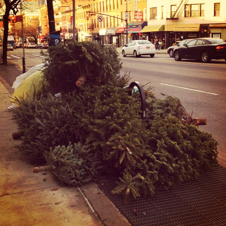 Photo Of The Day: Tree Pile