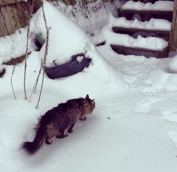 Photo Of The Day: Snow Cat