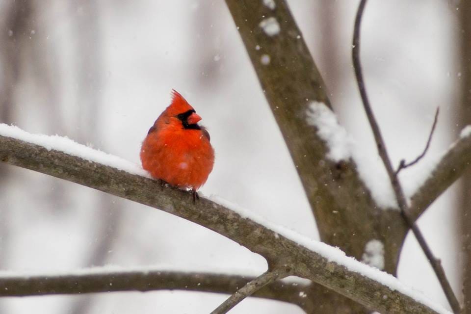 Break Out Those Binoculars For The Great Backyard Bird Count