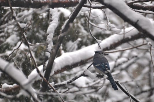 Be A Citizen Scientist In The Great Backyard Bird Count