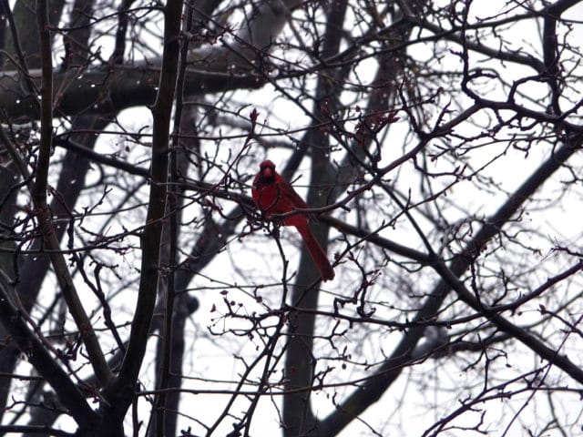 Learn About Birds & Make A Feeder From A Pine Cone This Weekend At Compost For Brooklyn