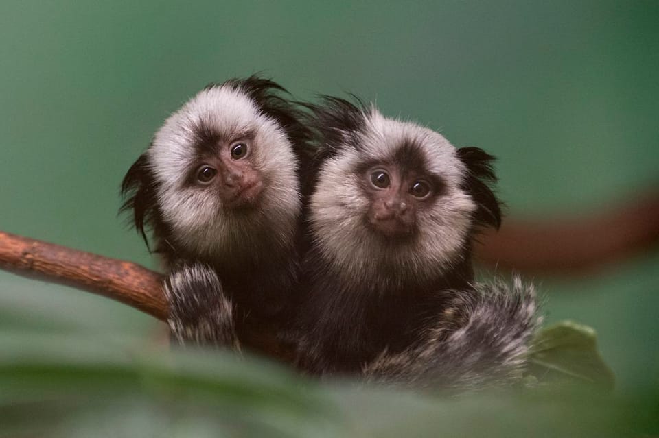 Prospect Park Zoo Welcomes Adorable Geoffroy’s Marmoset Twins