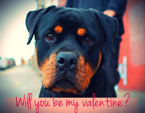 Show Some Valentine’s Day Love To The Animals At Sean Casey