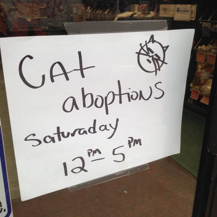 Photo Of The Day: Cat Aboptions